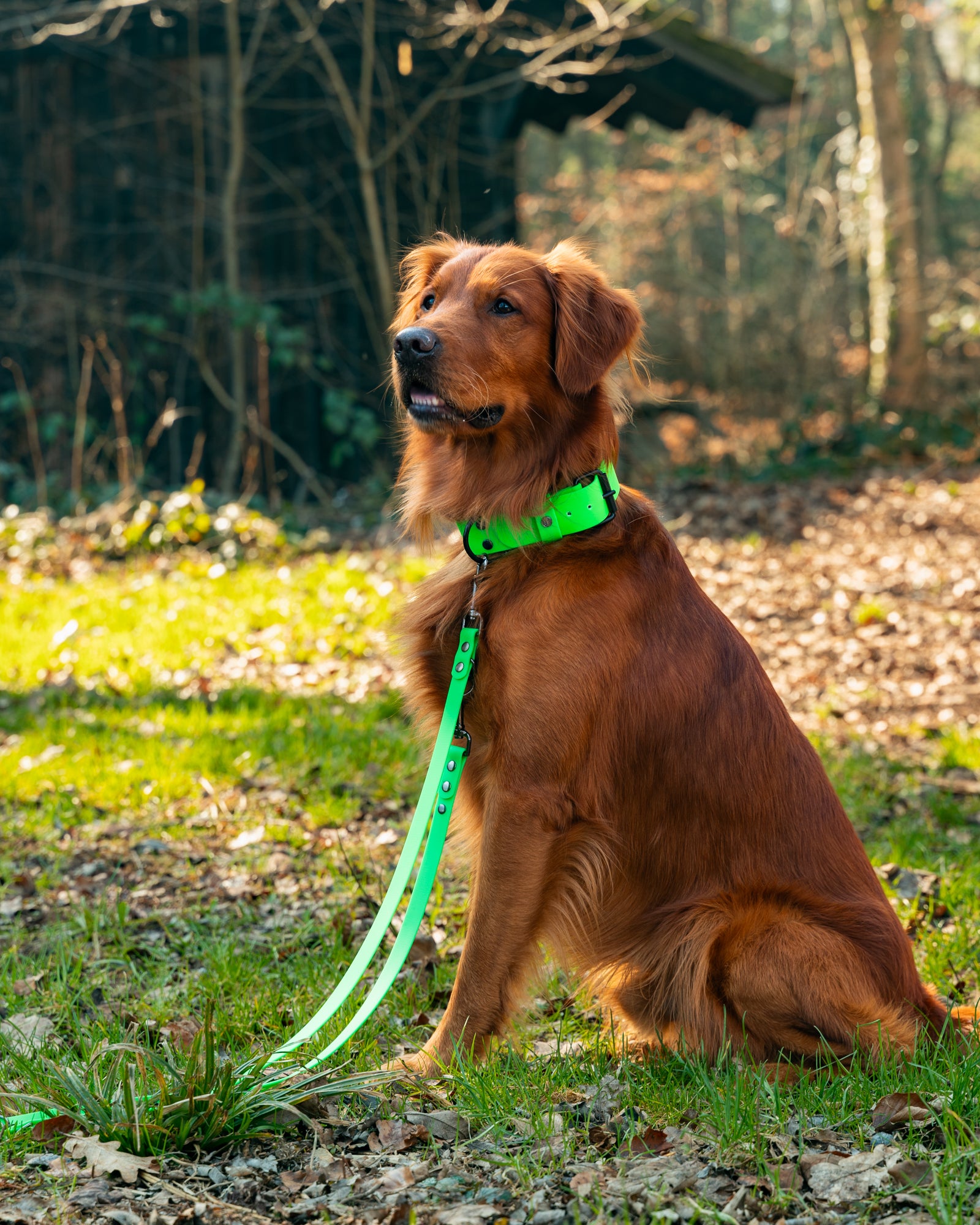 Hundehalsband & Leine-Set, 38mm Neon