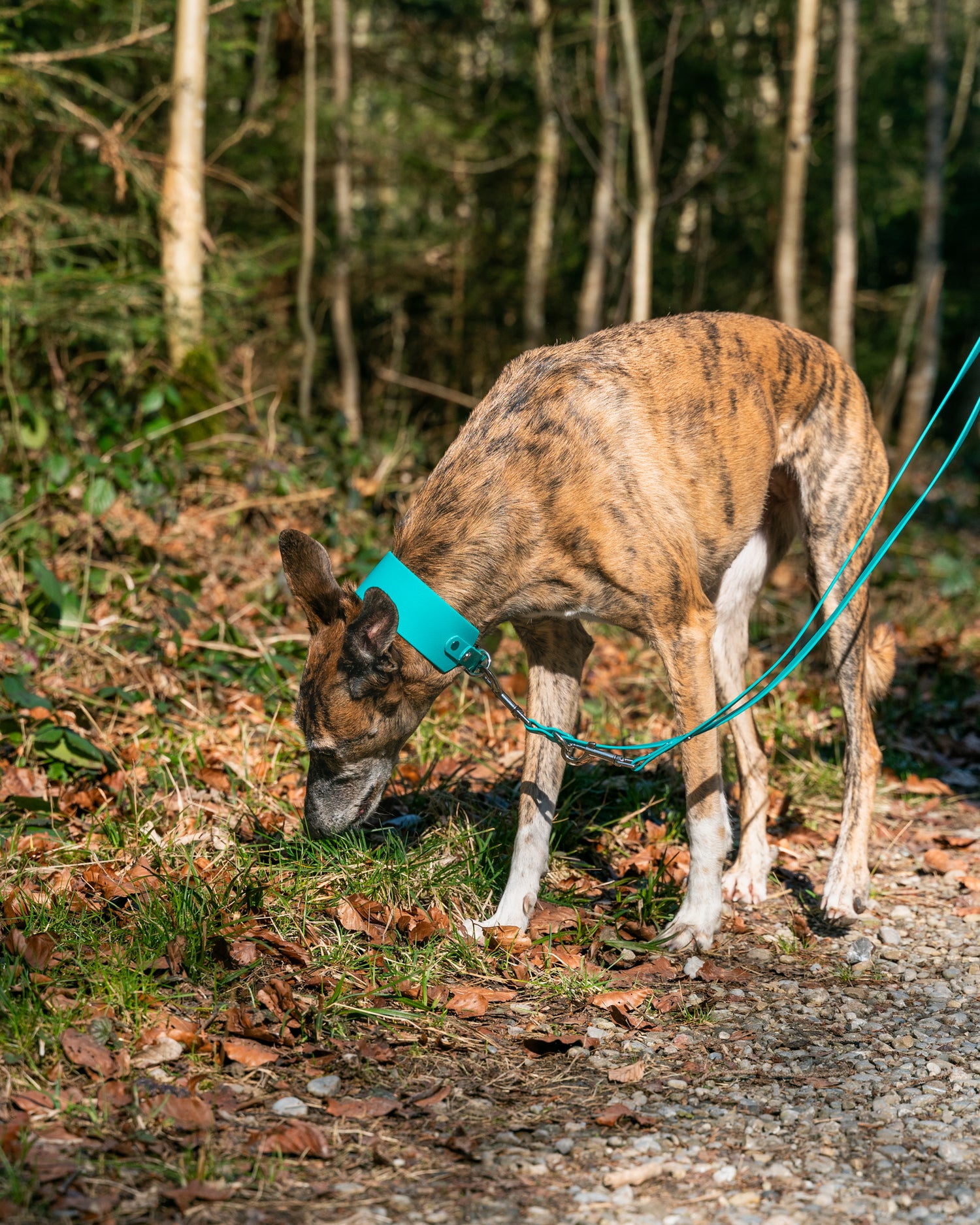 Windhund - Halsband BioThane®Set 50mm, Super Heavy