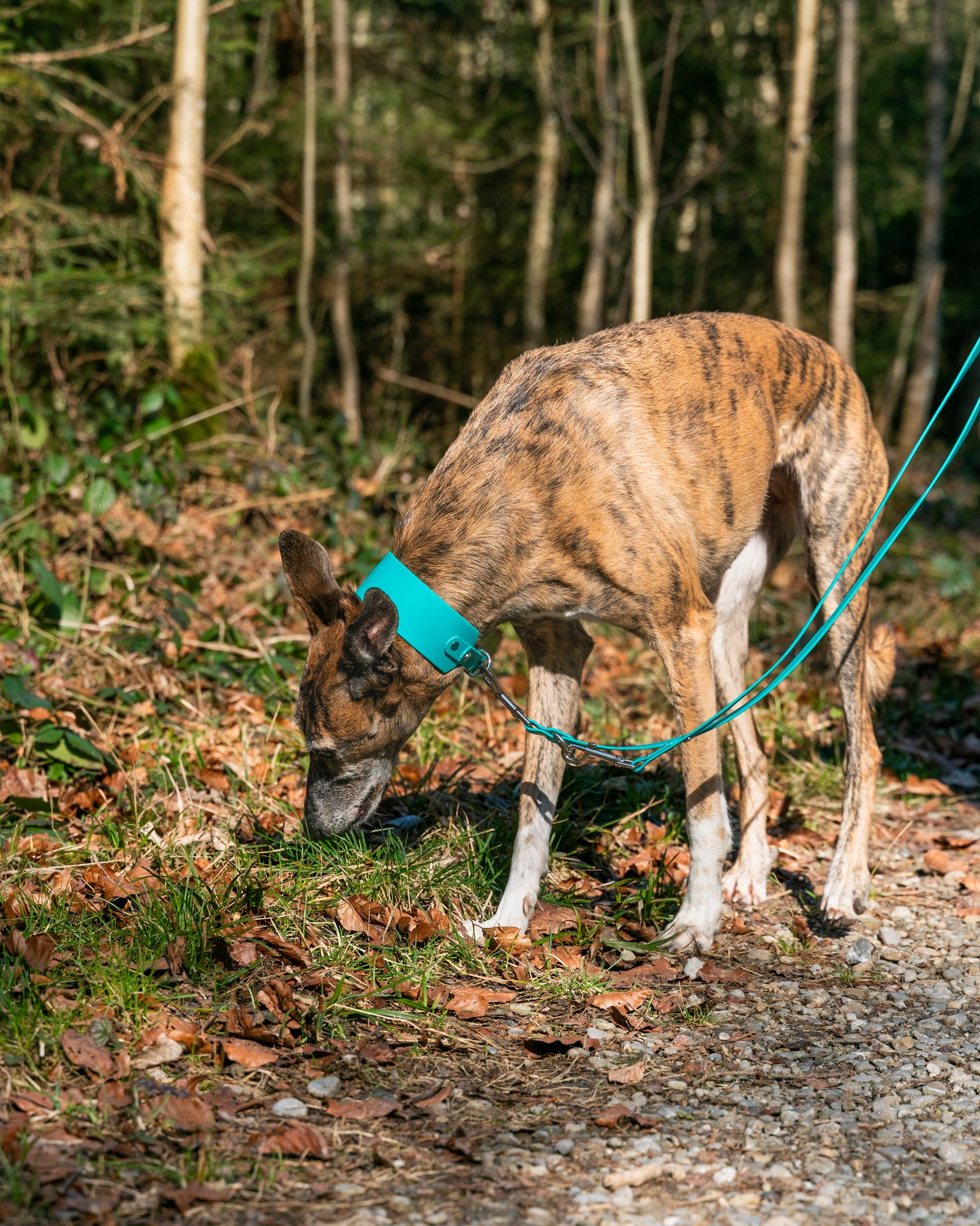 Windhund - Halsband BioThane®Set 50mm, Super Heavy