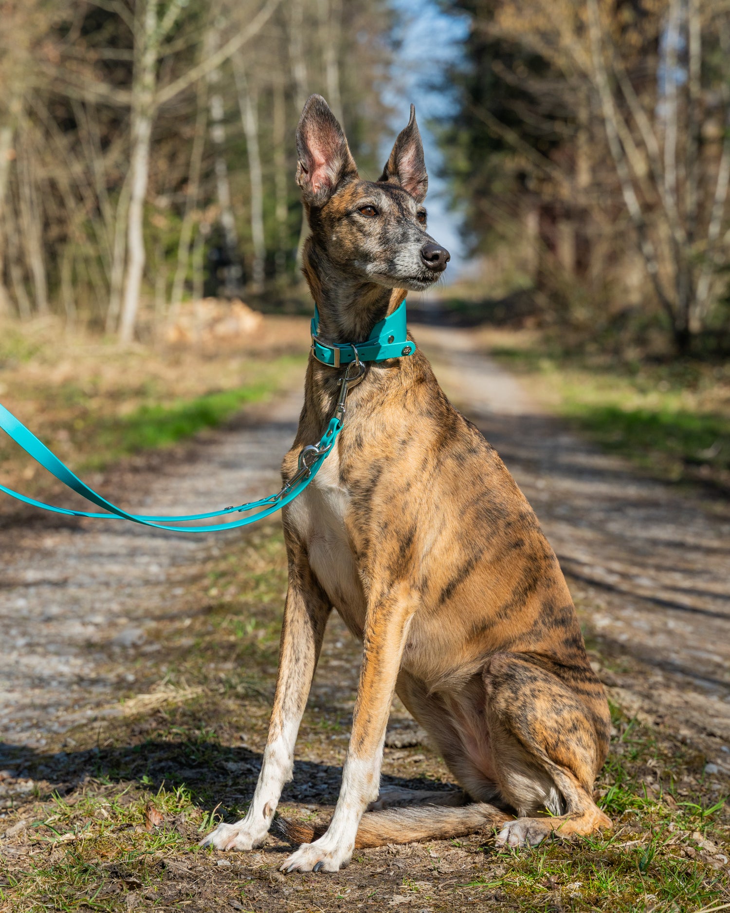 Windhund - Halsband BioThane®Set 50mm, Super Heavy