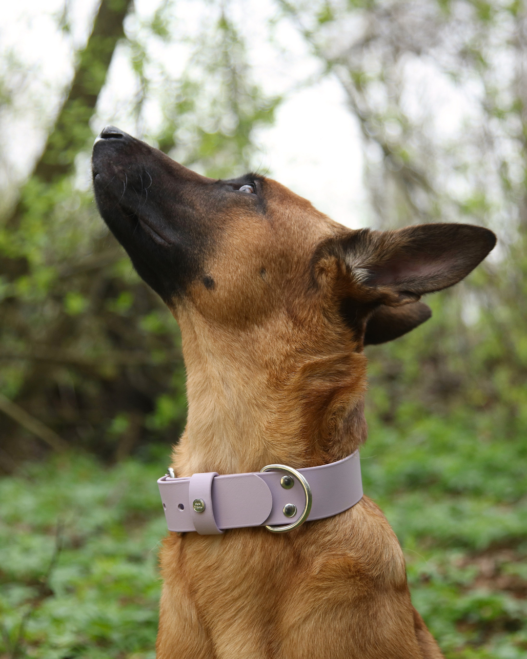 Hundehalsband BioThane®