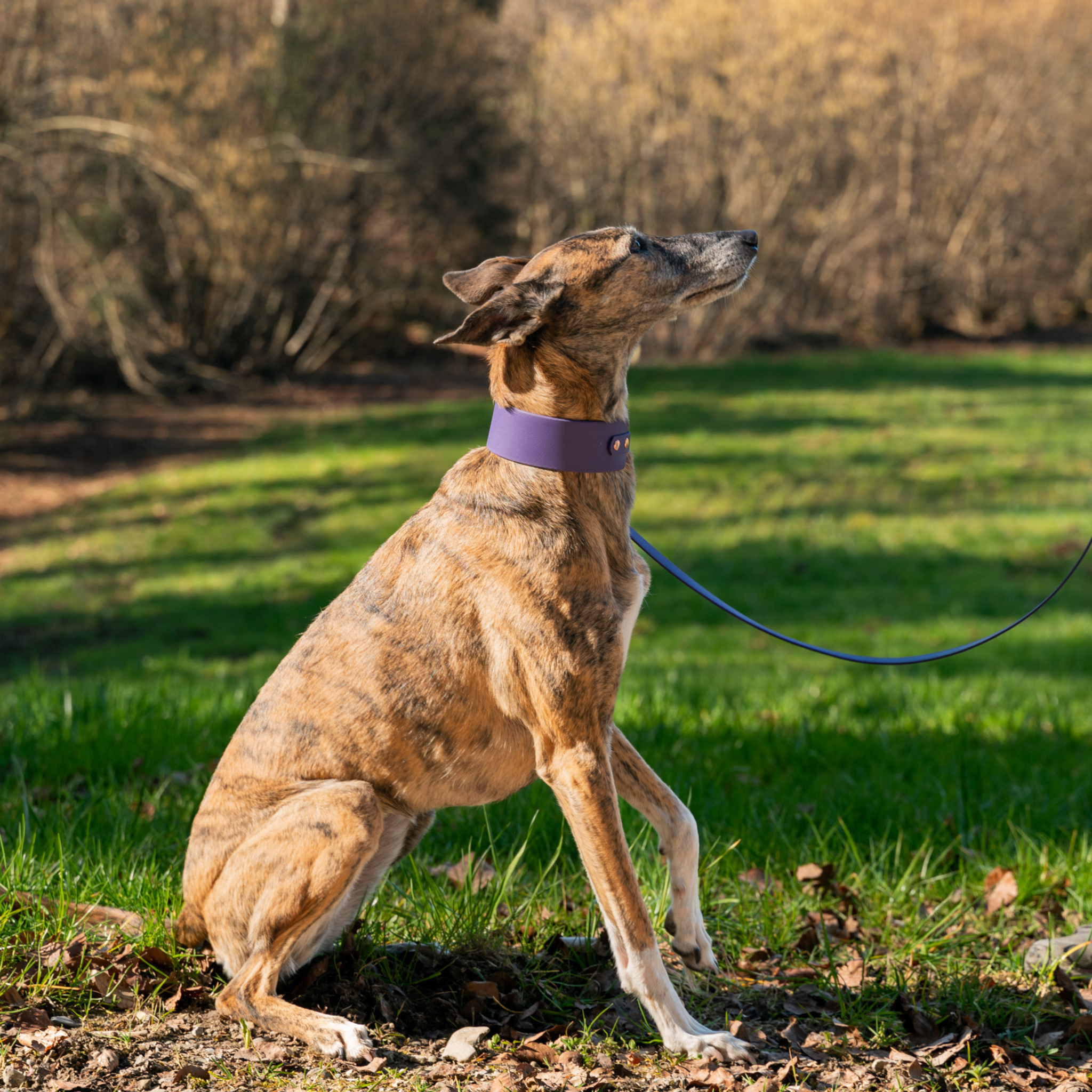 Windhund - Halsband BioThane® 50mm breit, Super Heavy