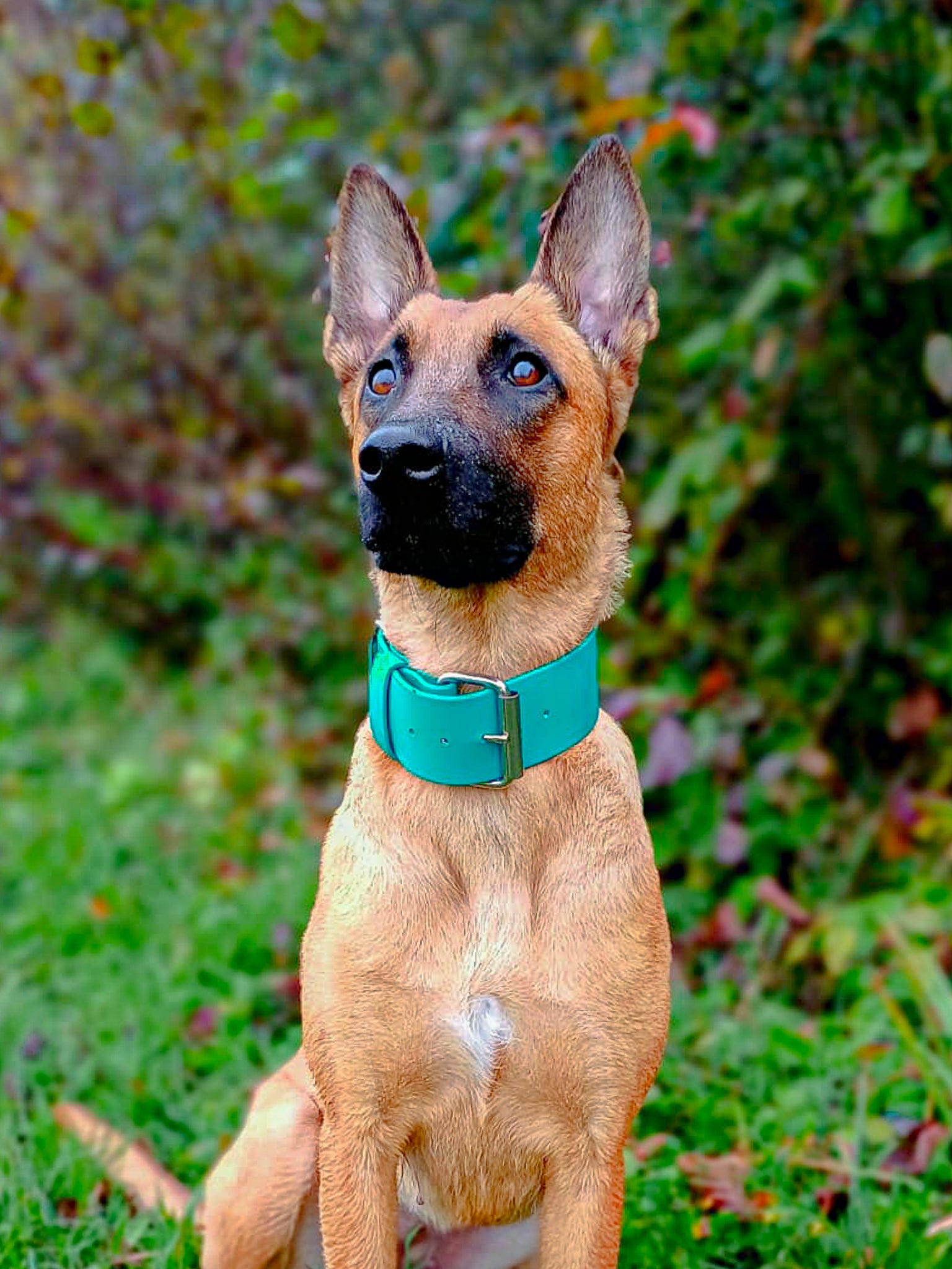 Halsband BioThane® 50mm Super Heavy