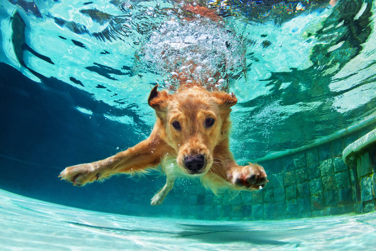 Urlaub mit Hund