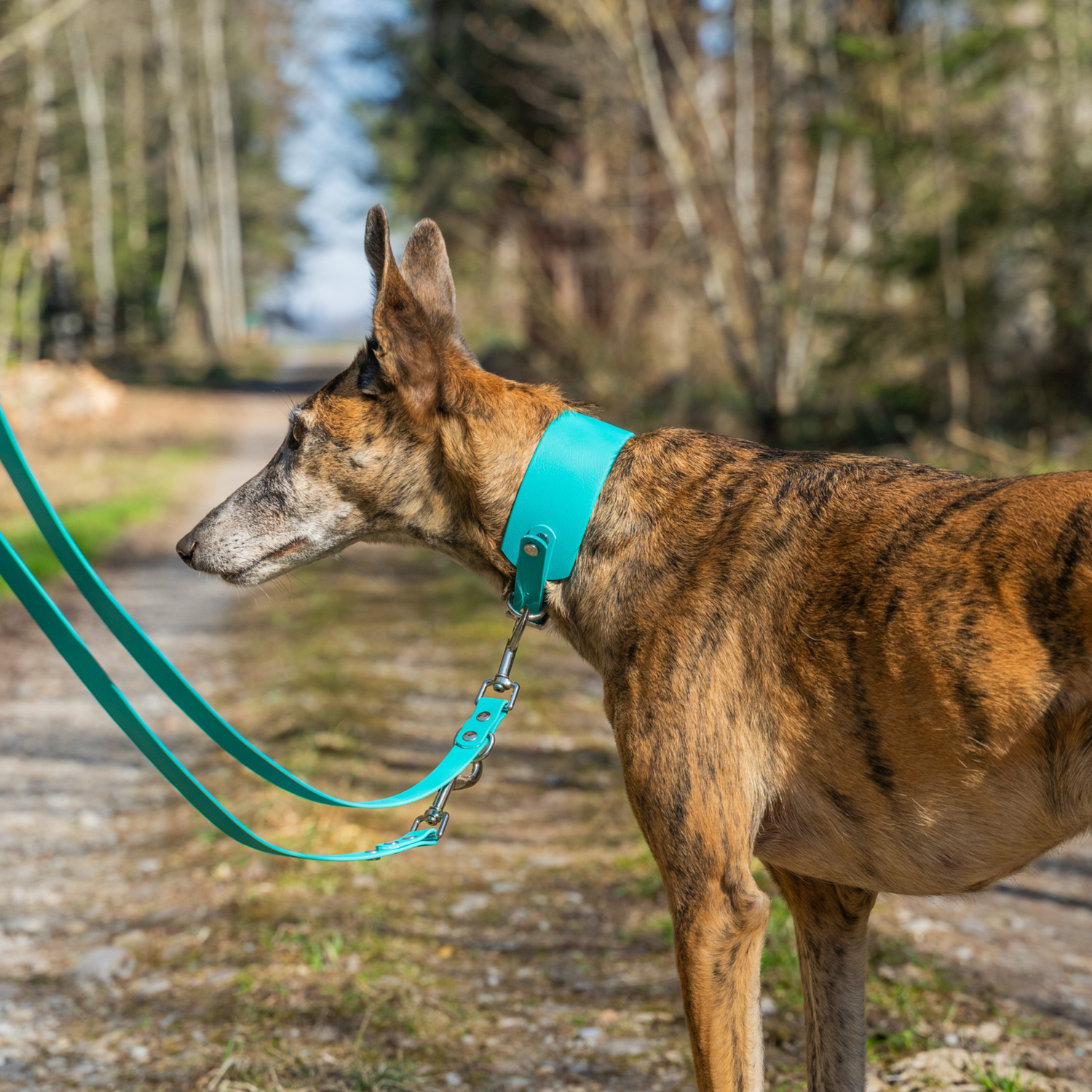 Windhund - Halsband BioThane® 50mm Super Heavy