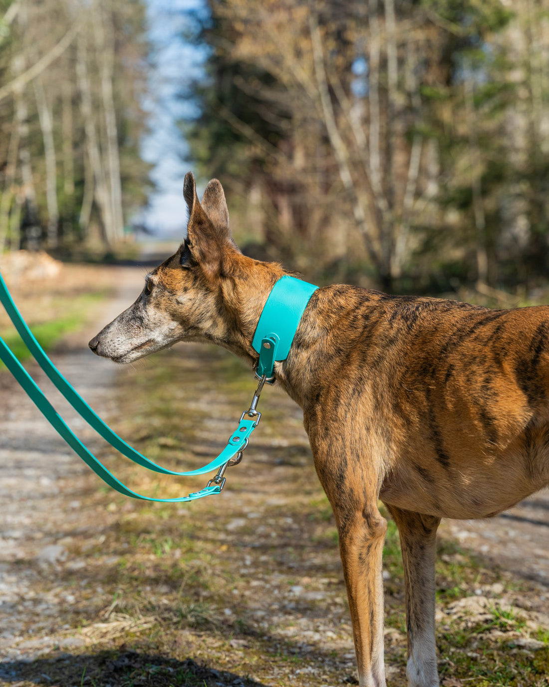 Windhund - Halsband BioThane® 50mm breit, Super Heavy