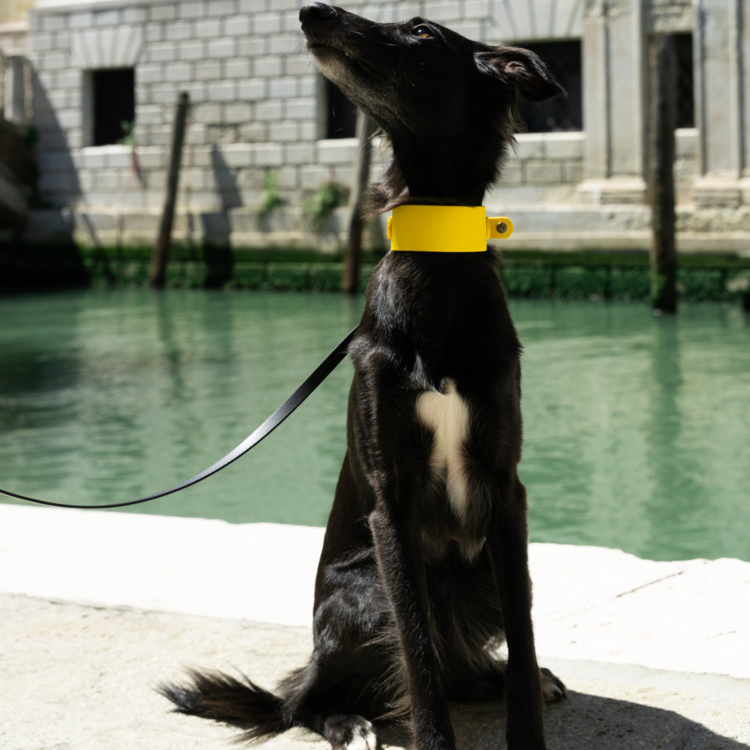 Windhundhalsband BioThane® 38mm