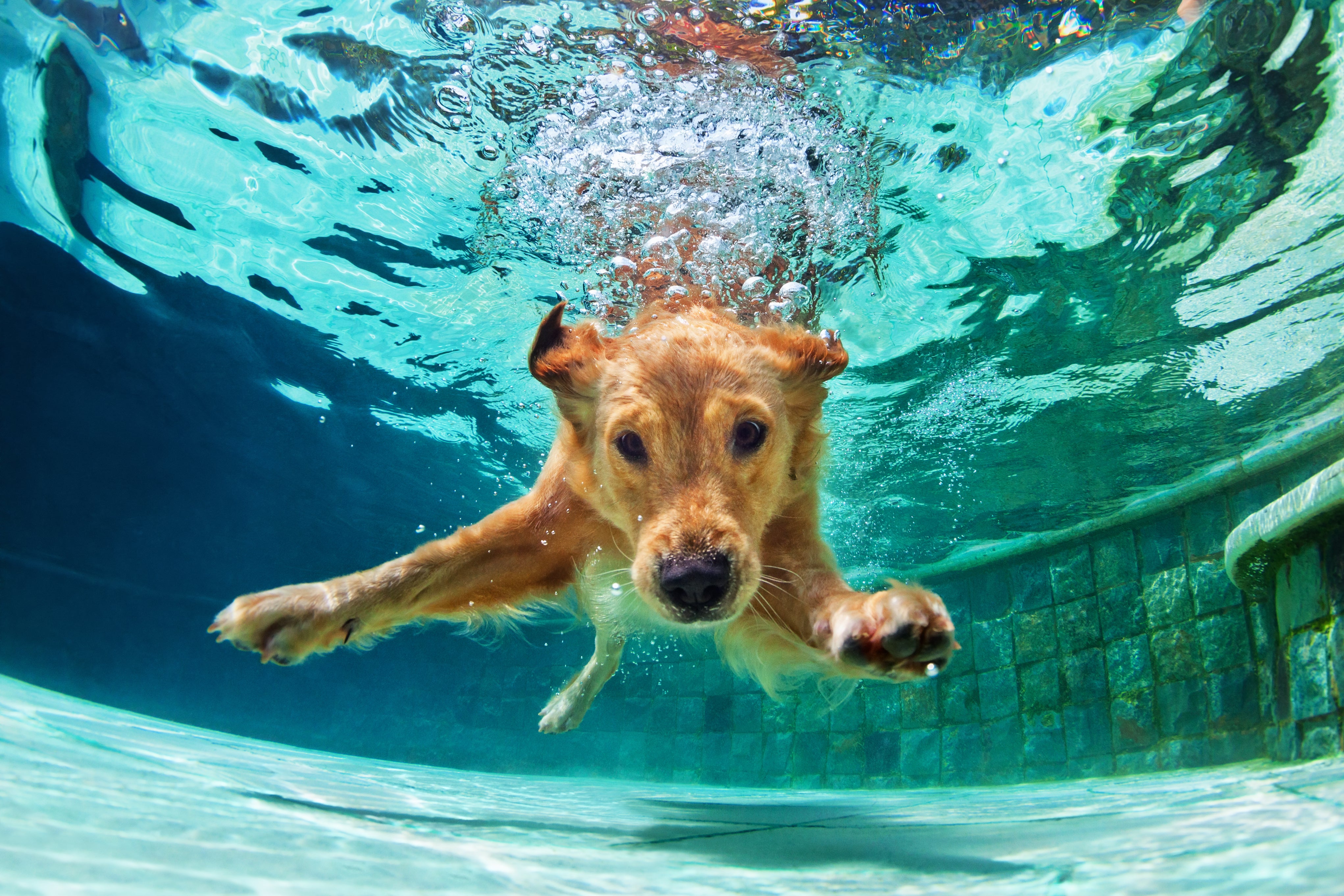 Hund taucht im Schwimmbecken unter Wasser