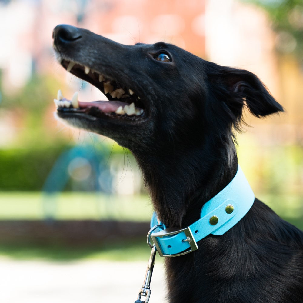 Windhundhalsband BioThane® 38mm